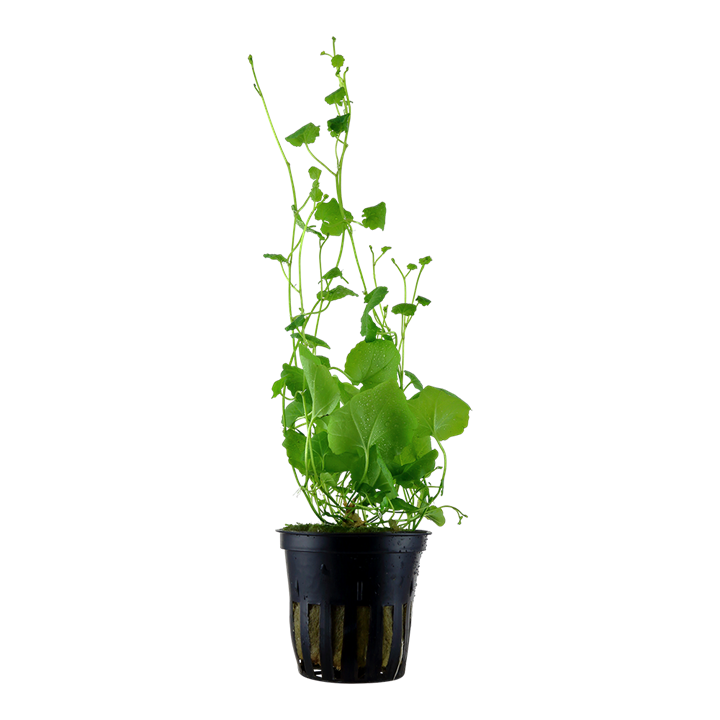 Cardamine lyrata - Tropica