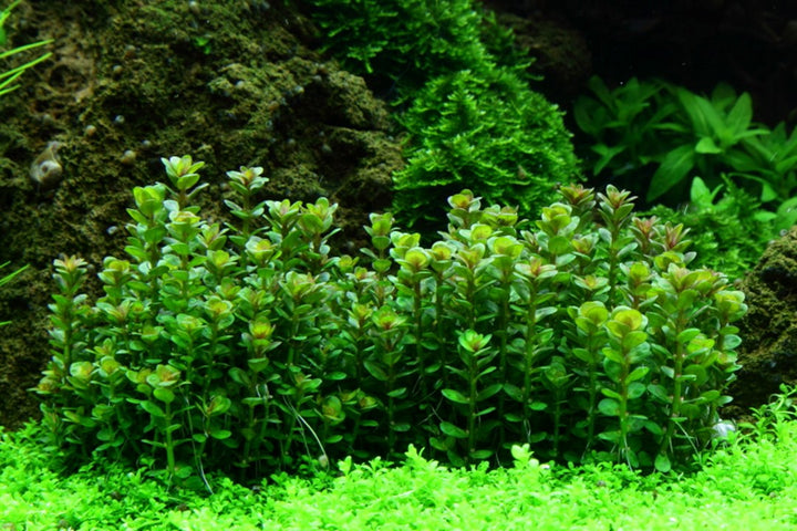 Rotala indica 'Bonsai' - TC