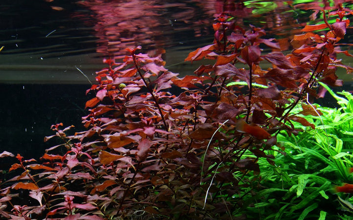 Ludwigia palustris 'Super Red' - Tropica