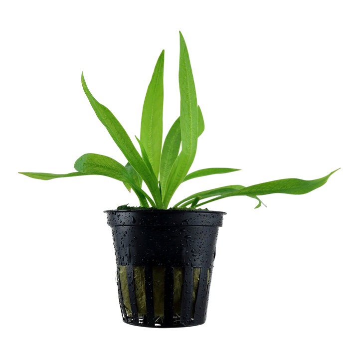 Helanthium bolivianum 'Quadricostatus' - Tropica