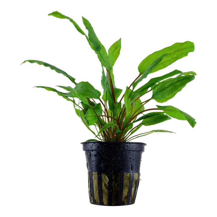 Cryptocoryne wendtii 'Green' - Tropica