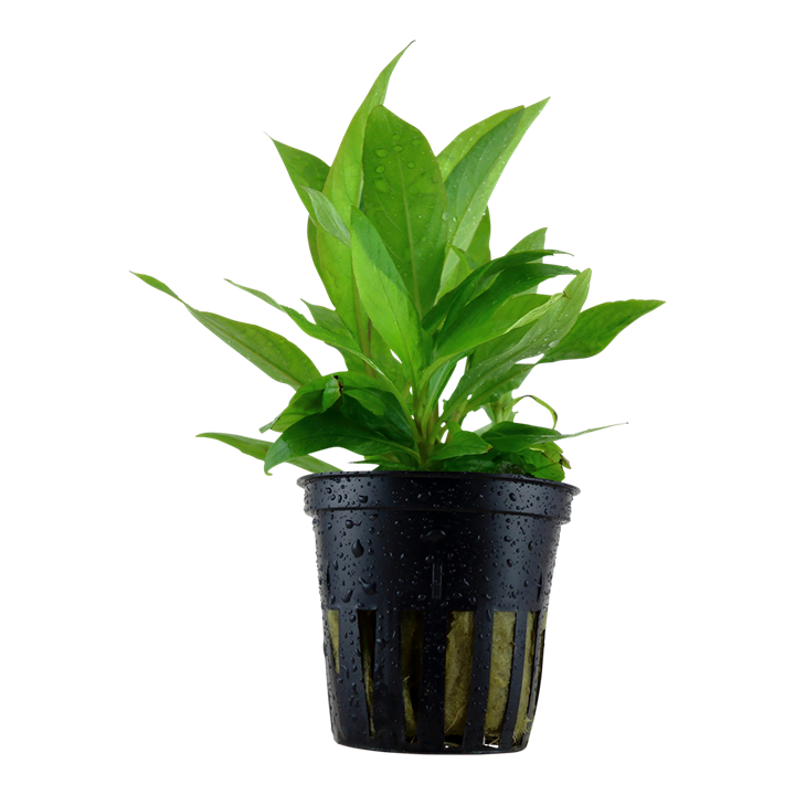 Hygrophila corymbosa 'Siamensis' - Tropica