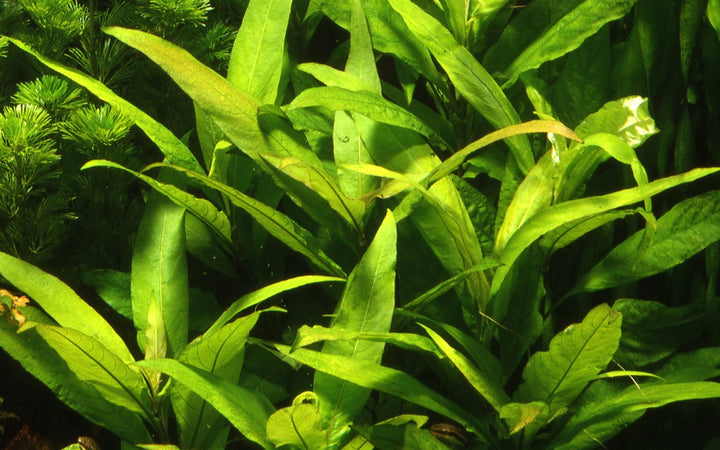 Hygrophila corymbosa 'Siamensis' - Tropica