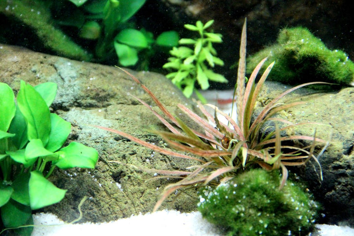 Cryptocoryne albida 'Brown' - Tropica