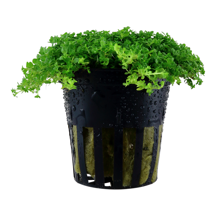 Hemianthus callitrichoides 'Cuba' - Tropica