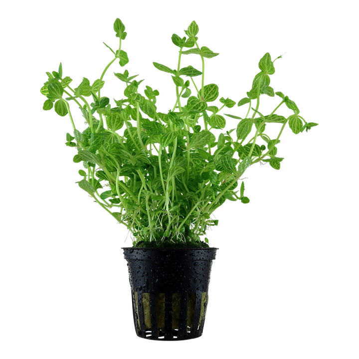 Lindernia rotundifolia - Tropica