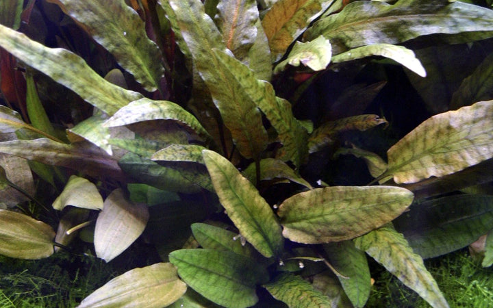 Cryptocoryne wendtii 'Tropica' - Tropica