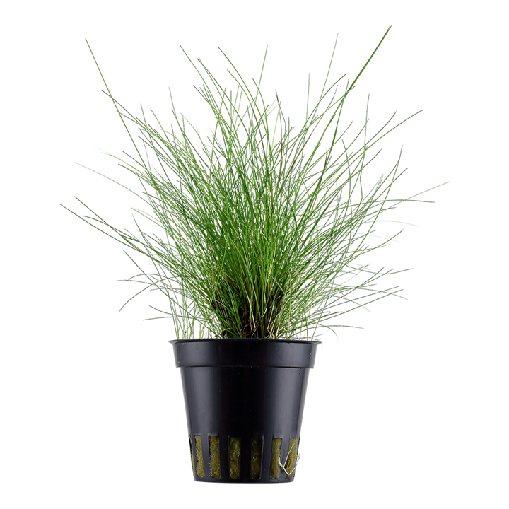 Eleocharis parvula - Tropica