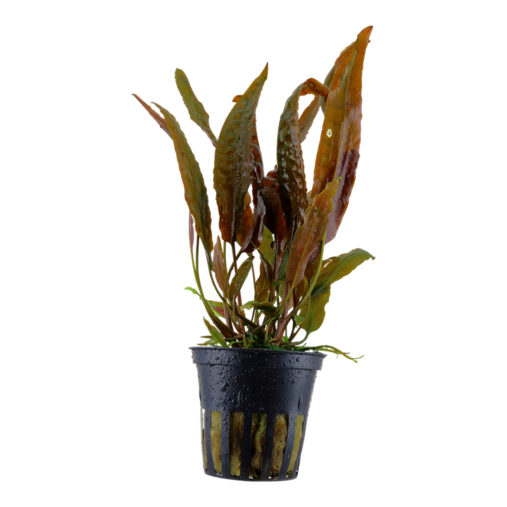 Cryptocoryne usteriana 大株 Cryptocoryne usteriana - Tropica – Aqua Rocks Colorado