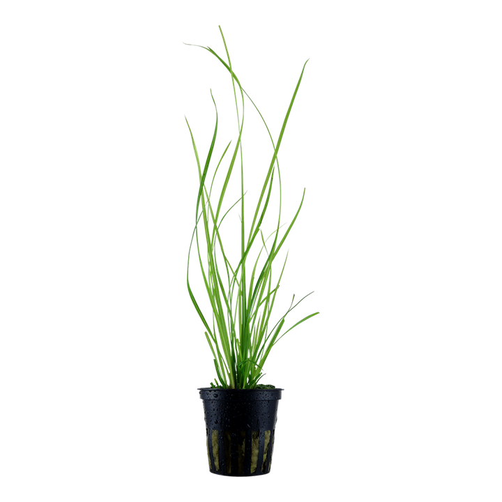 Cyperus helferi - Tropica