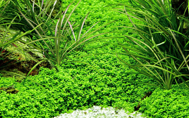 Hemianthus callitrichoides 'Cuba' - Tropica