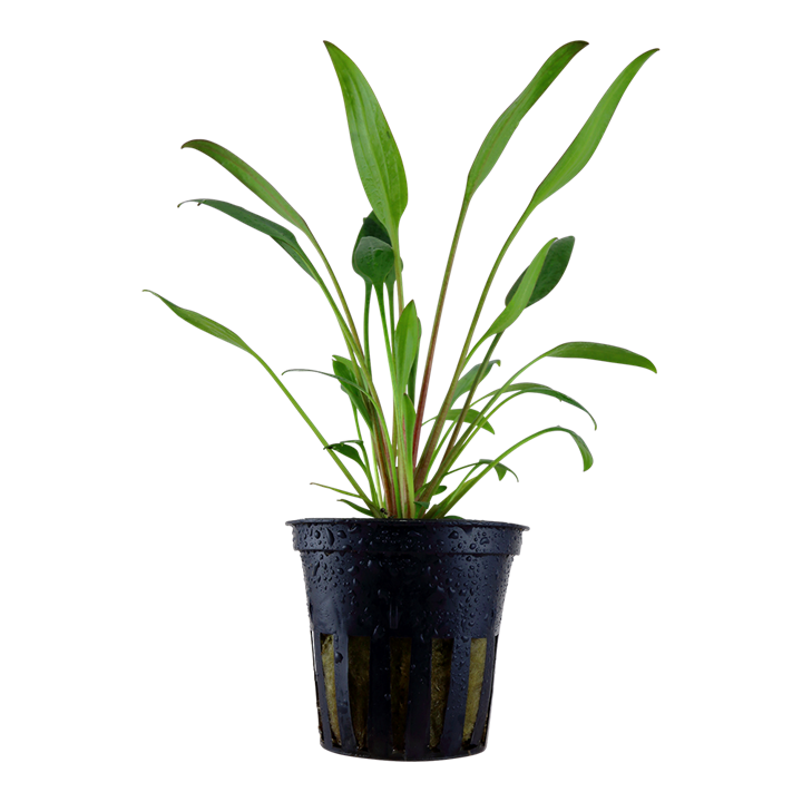 Cryptocoryne x willisii - Tropica