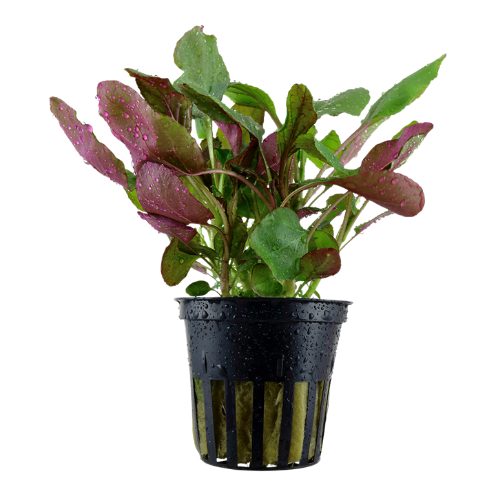 Lobelia cardinalis - Tropica