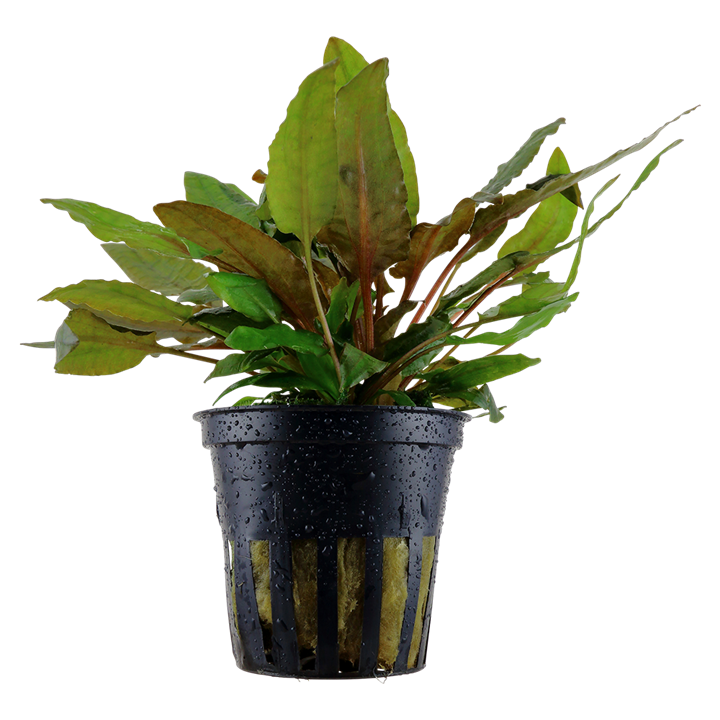 Cryptocoryne wendtii 'Tropica' (Tropica)