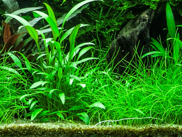 Cryptocoryne x willisii - Tropica