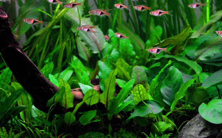 Cryptocoryne wendtii 'Green' - Tropica
