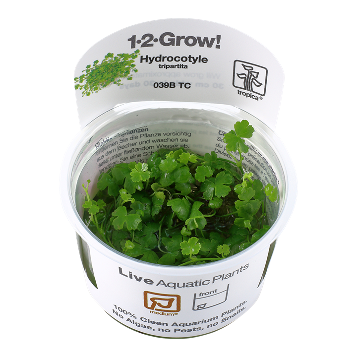 Hydrocotyle tripartita - TC