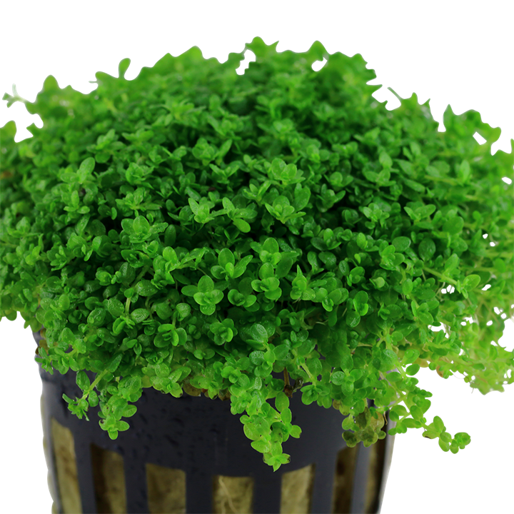 Hemianthus callitrichoides 'Cuba' - Tropica