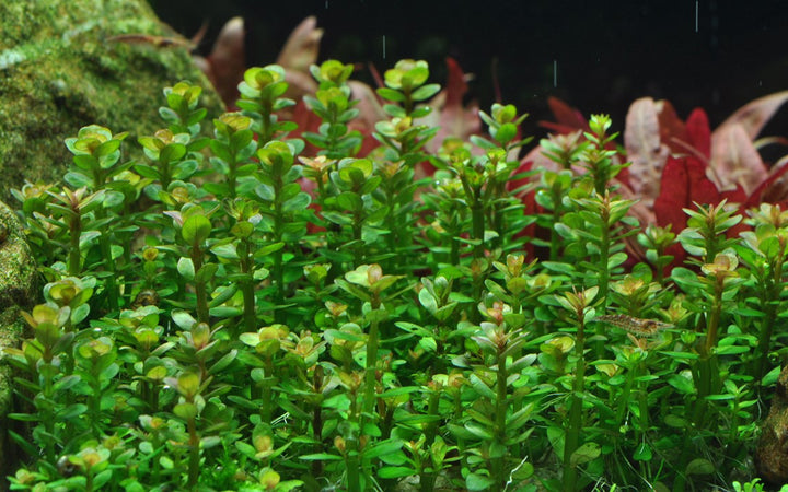 Rotala indica 'Bonsai' - TC