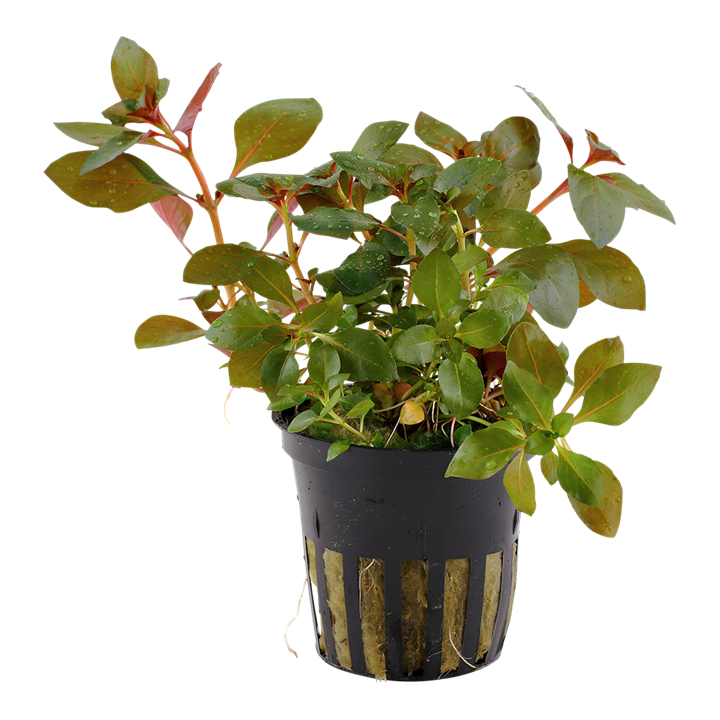 Ludwigia repens 'Rubin' - Tropica