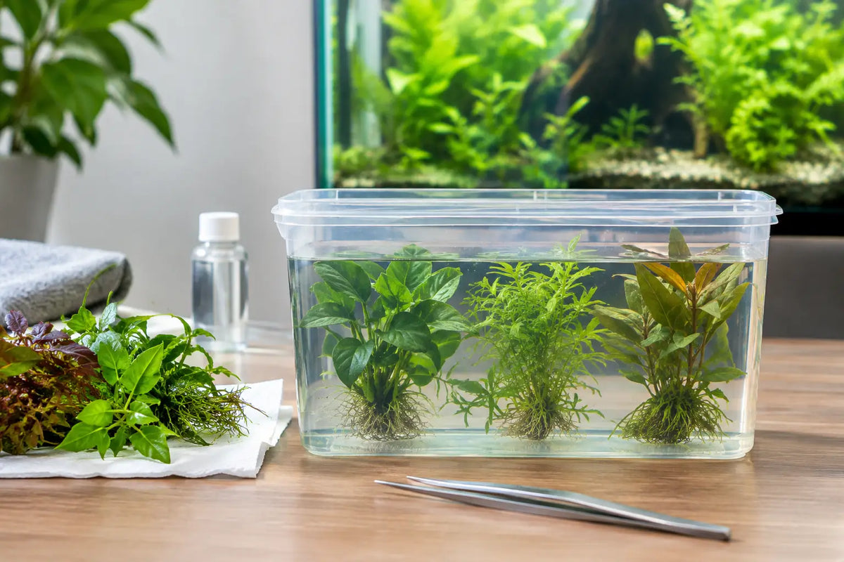 Aquarium Plant Quarantine Guide for Clean Tanks