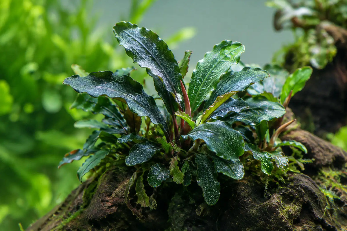 Bucephalandra Care Guide for Planted Tanks