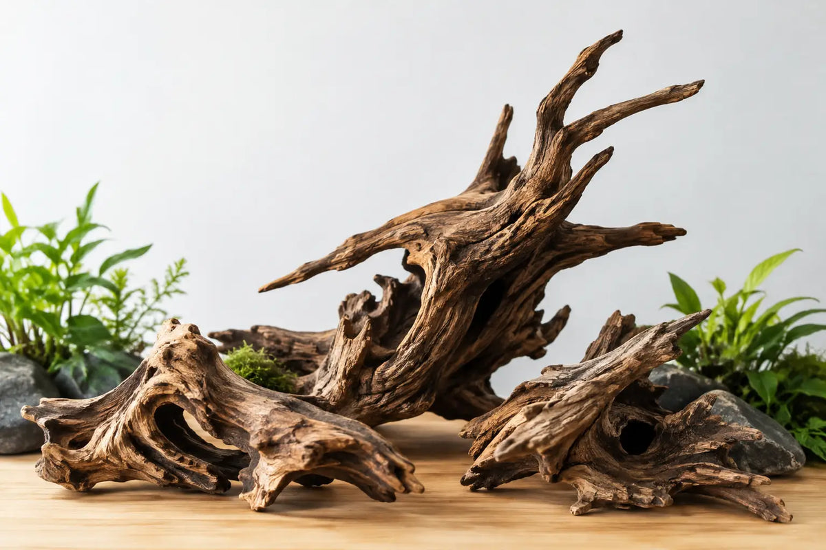 Best Vietnam Driftwood Pieces for Aquascapes