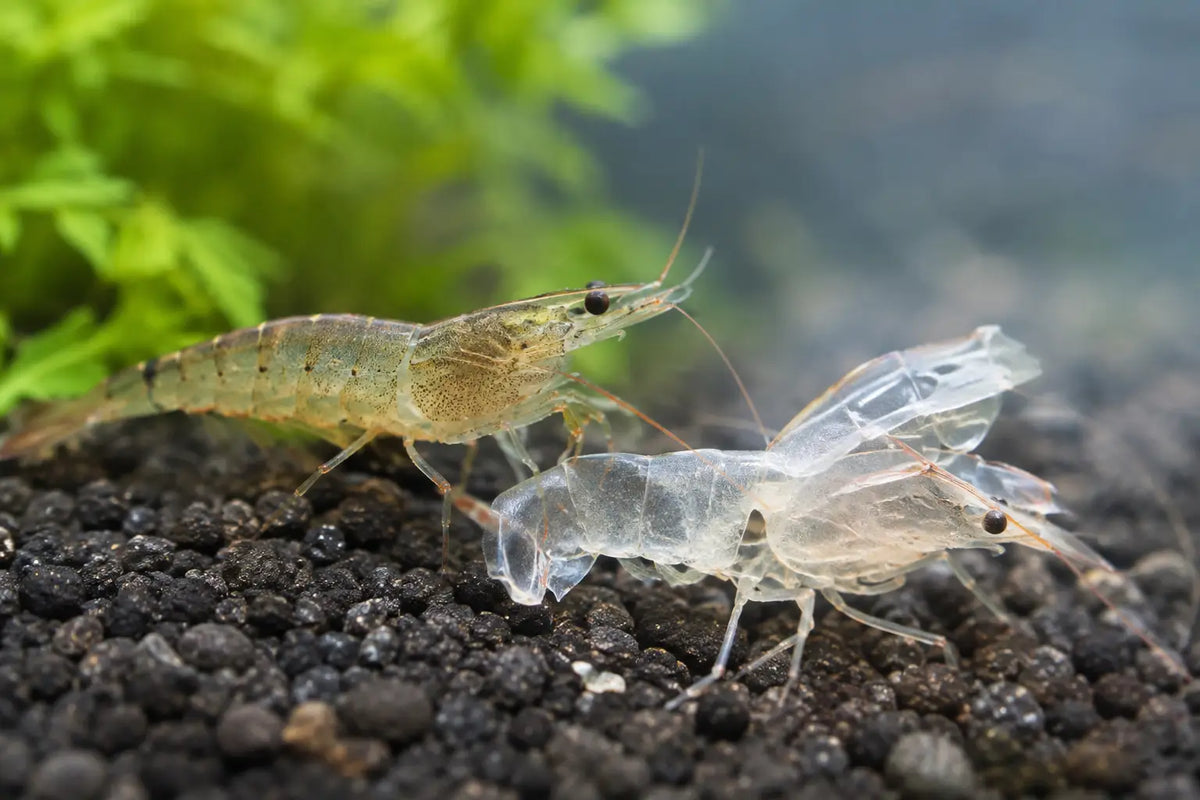Shrimp Molting Problems: Causes and Fixes