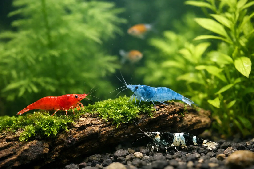 Best Shrimp for Planted Aquarium Setups