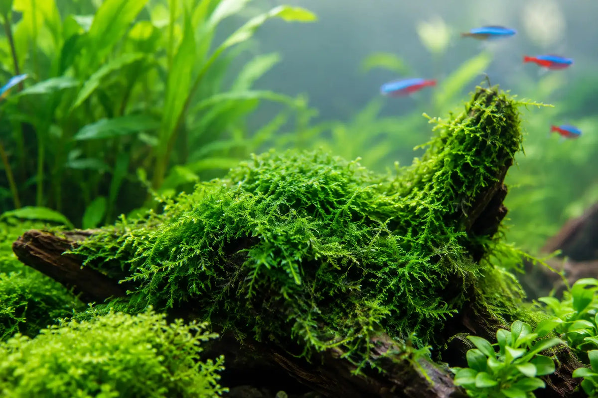 Top Aquarium Moss Species for Planted Tanks