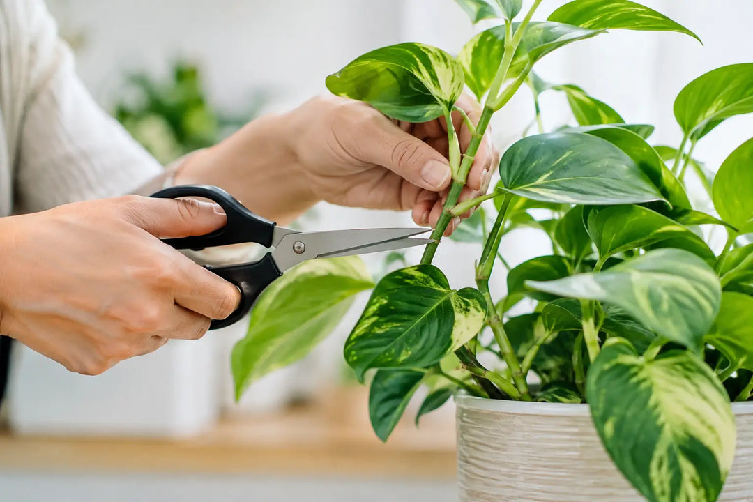 How to Trim Stem Plants Without Ruining Shape