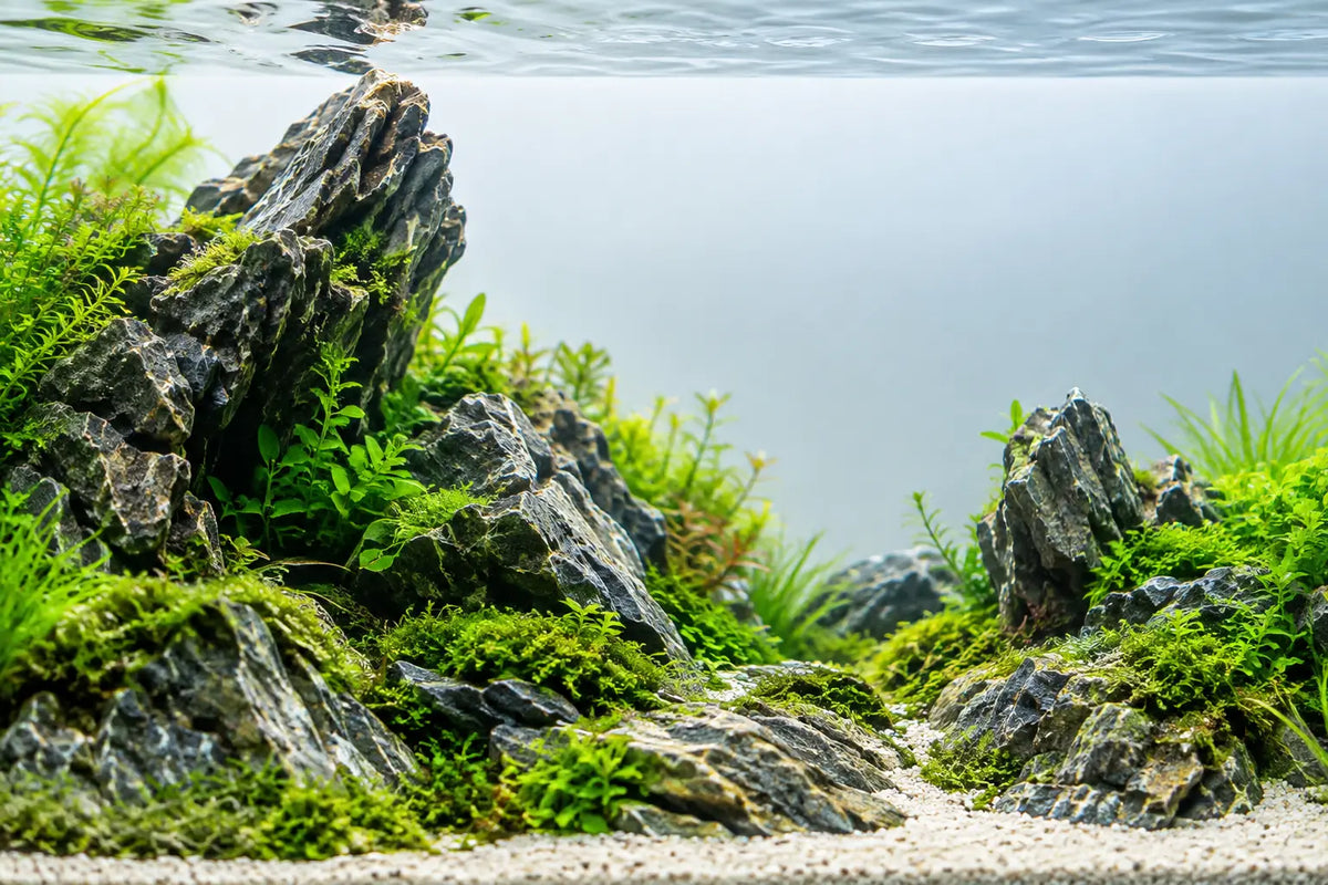 How Hakkai Stone Shapes a Natural Aquascape