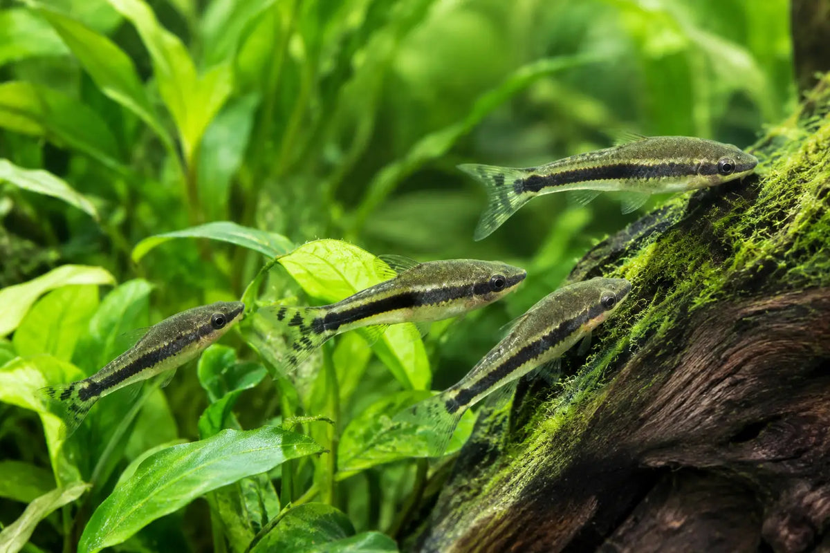 Algae Eating Fish for Beautiful Planted Aquariums