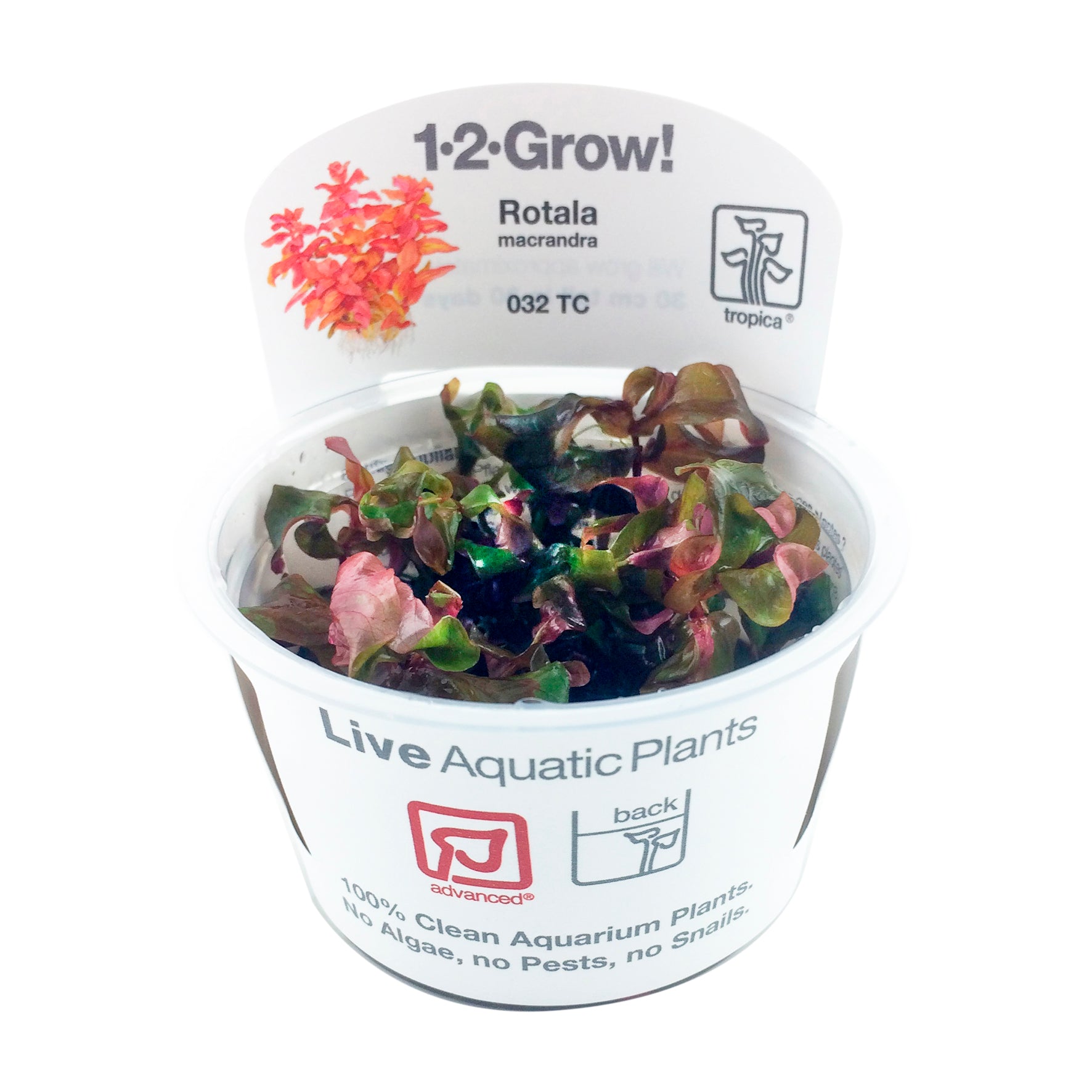 Malaysian Driftwood Showpiece Aqua Rocks Colorado