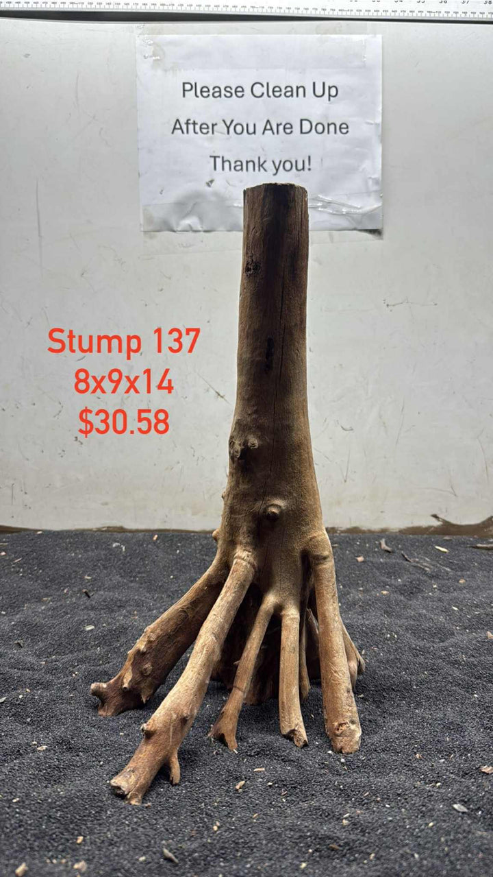 Mangrove Tree Stump 137