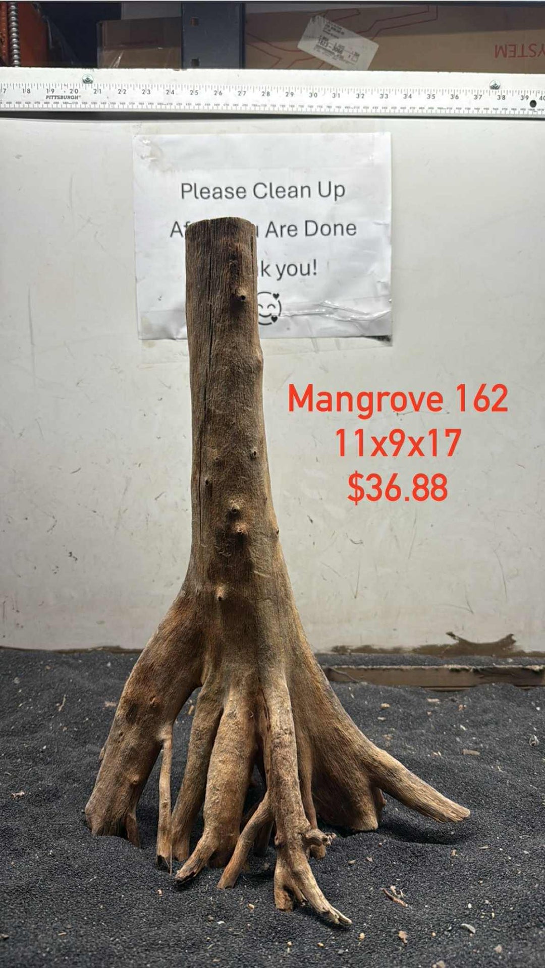 Mangrove Tree Stump 162