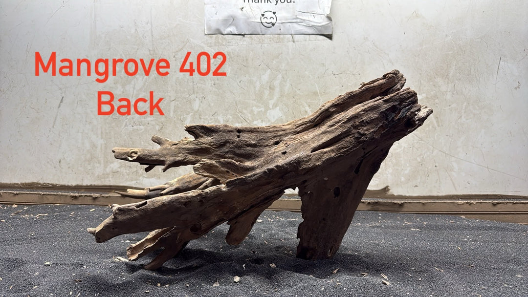 Mangrove Tree Stump 402