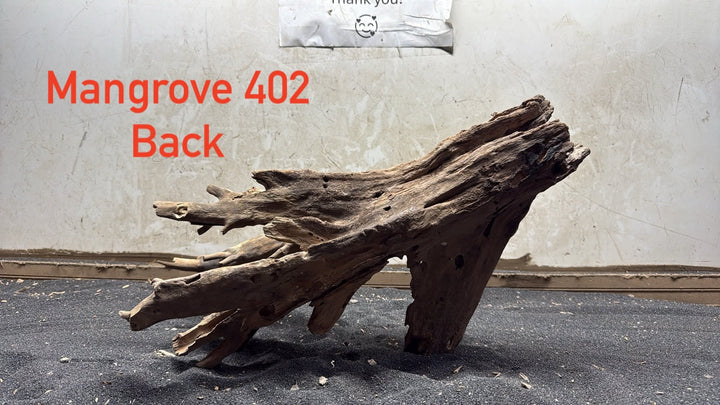 Mangrove Tree Stump 402