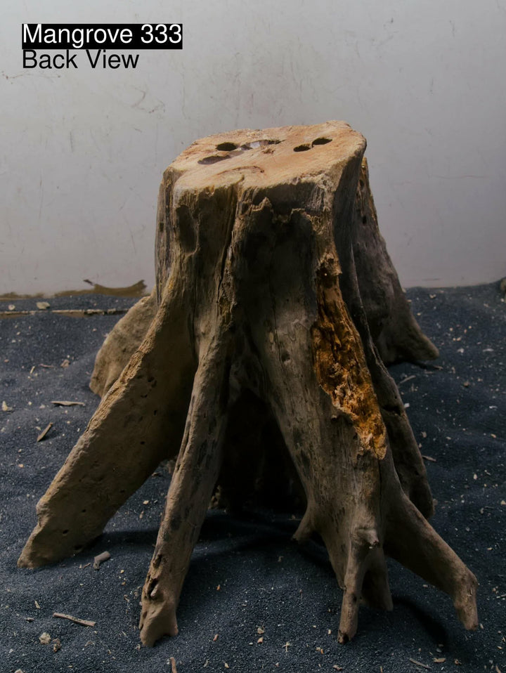 Mangrove Tree Stump 333