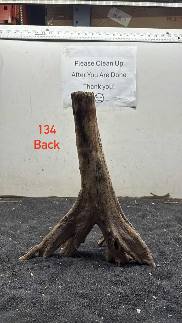Mangrove Tree Stump 134