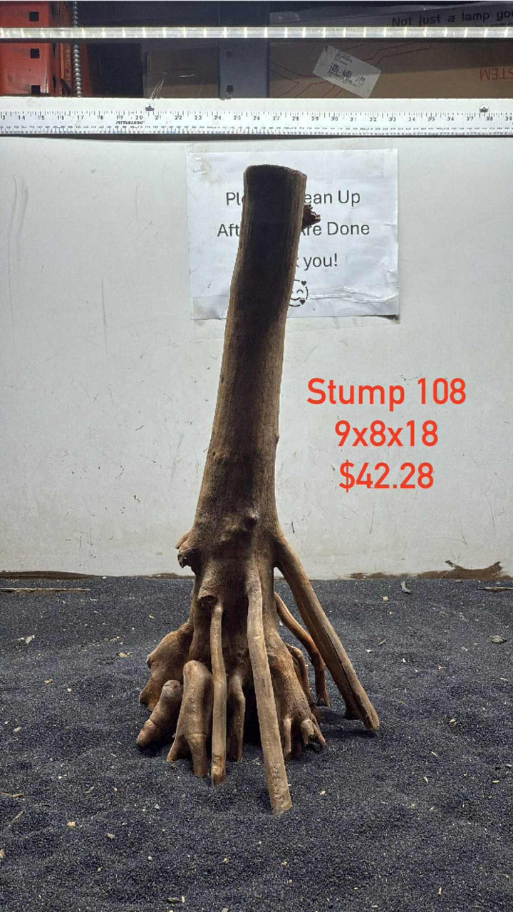 Mangrove Tree Stump 108
