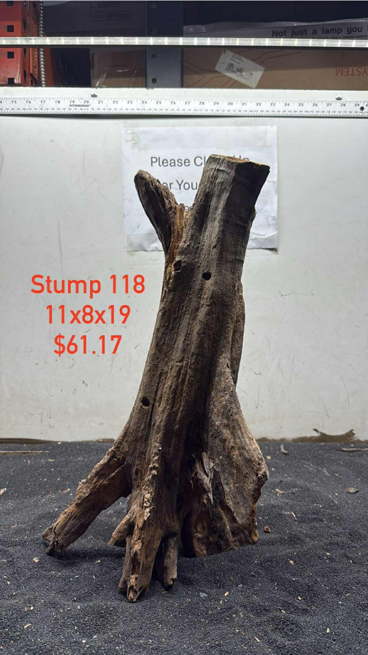 Mangrove Tree Stump 118