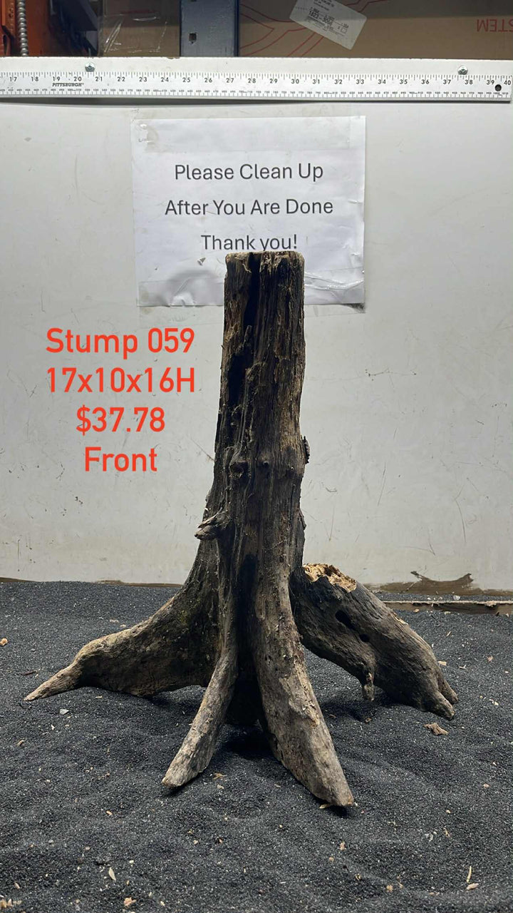 Mangrove Tree Stump 059