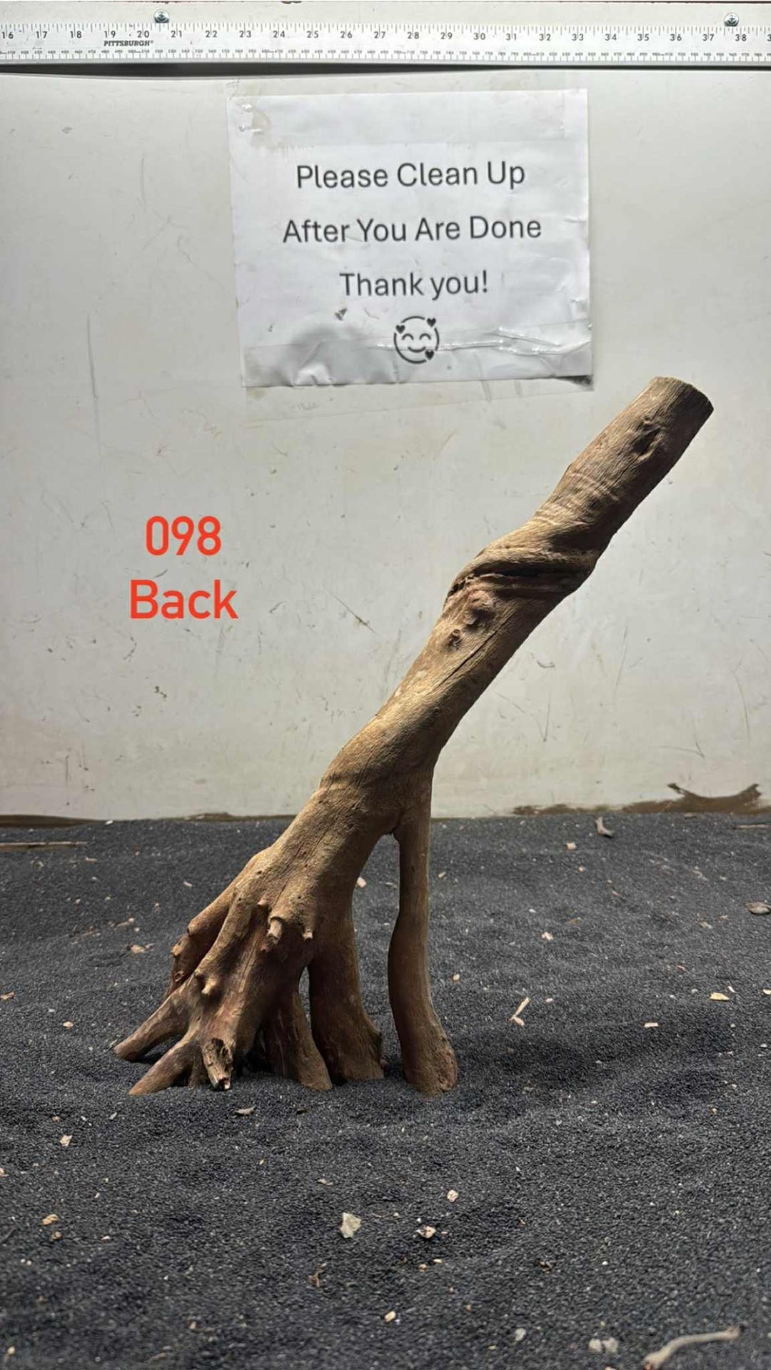 Mangrove Tree Stump 098