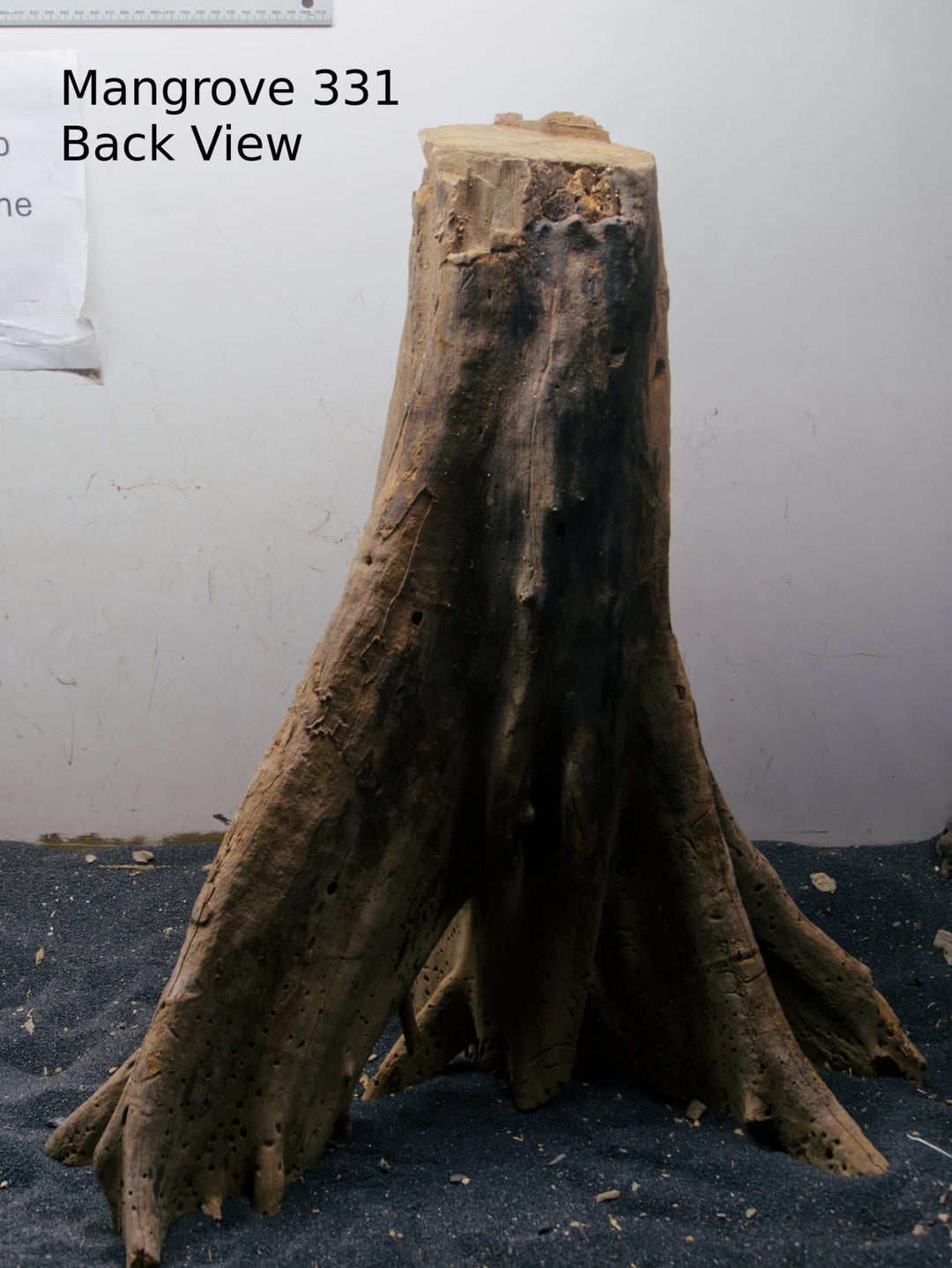 Mangrove Tree Stump 331
