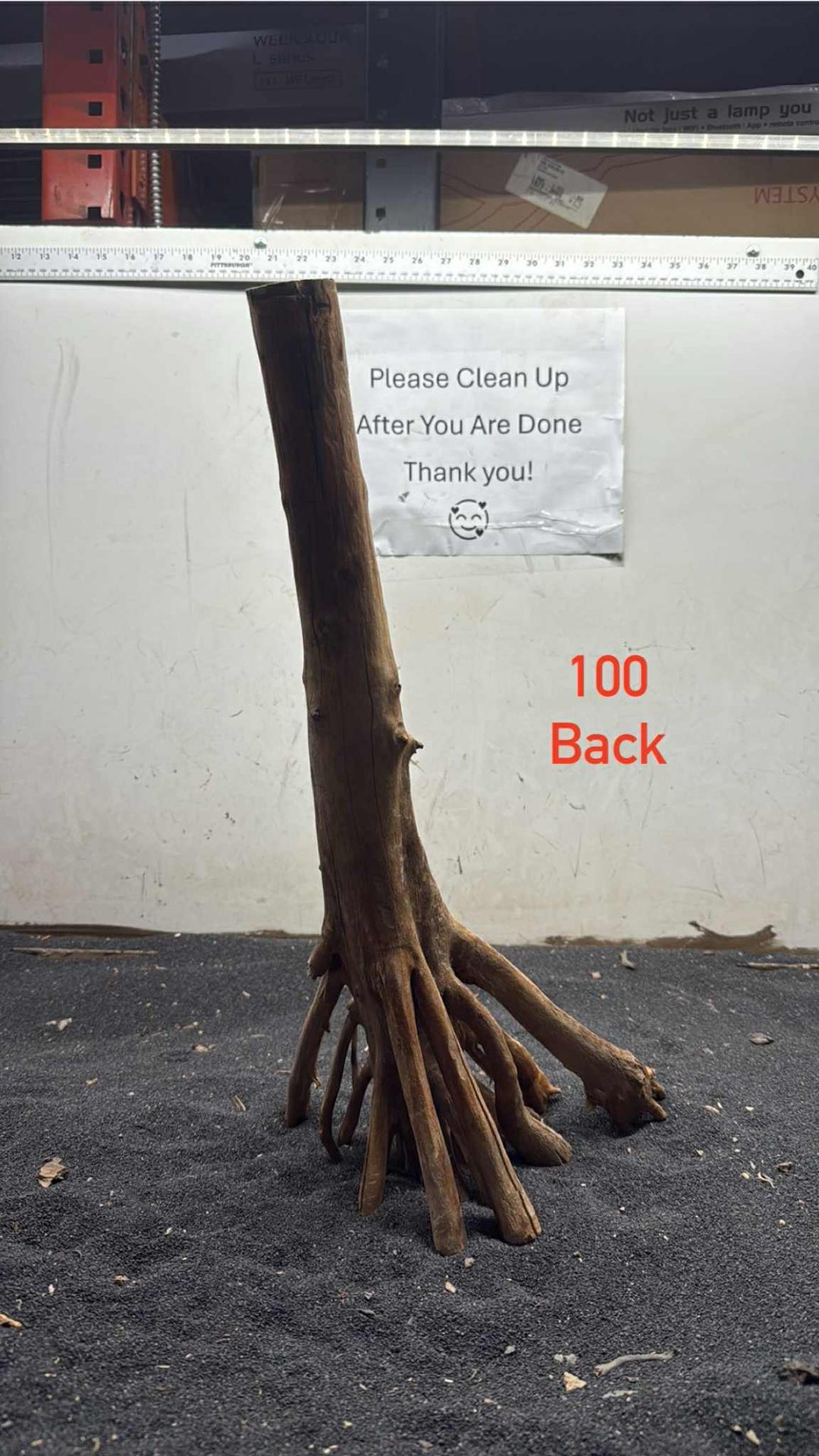 Mangrove Tree Stump 100