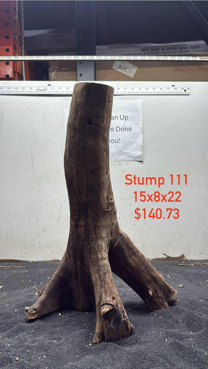 Mangrove Tree Stump 111