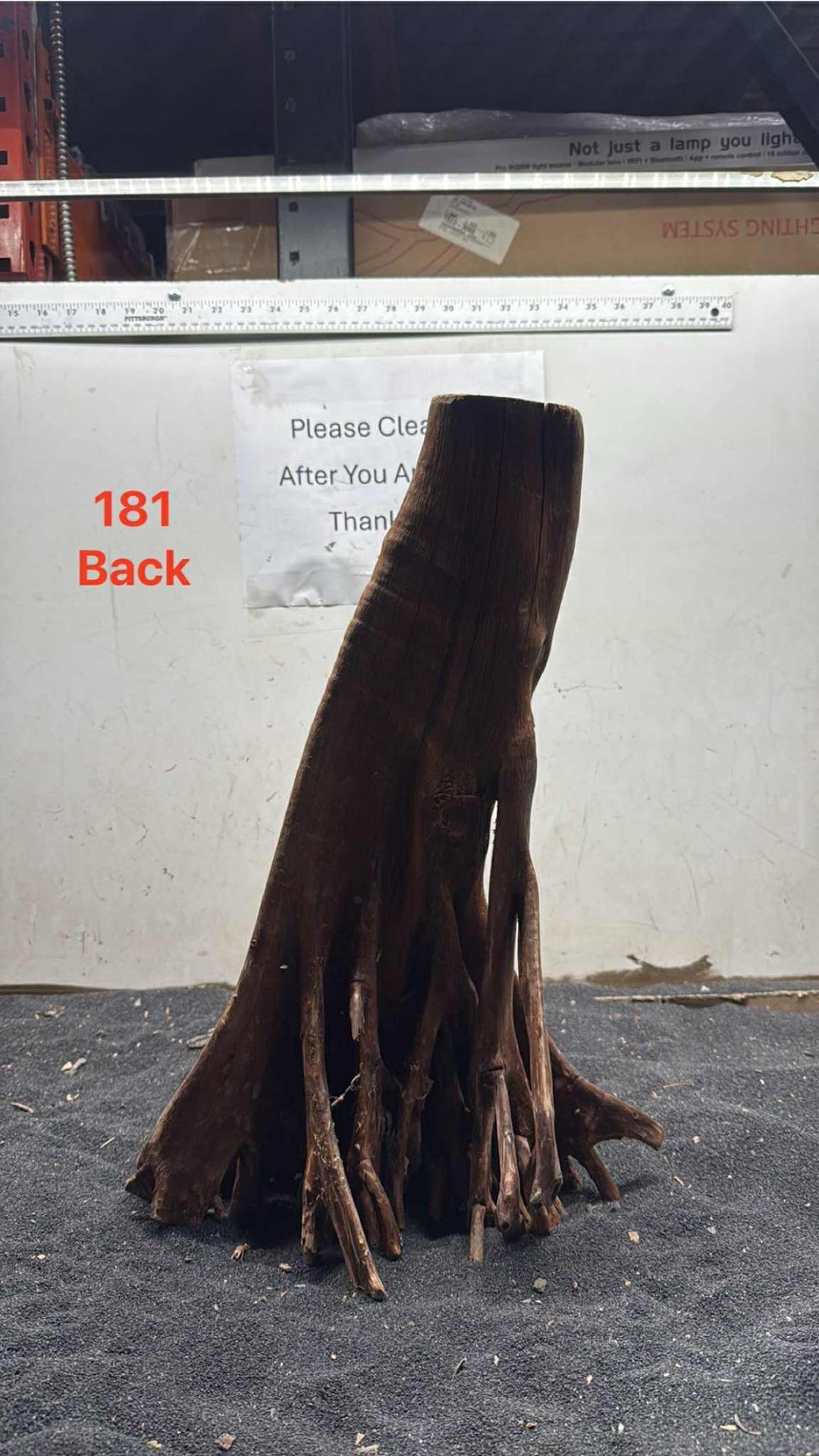 Mangrove Tree Stump 181