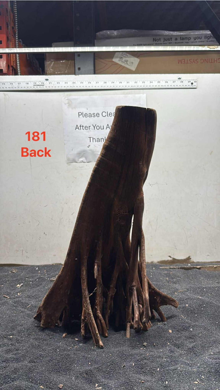 Mangrove Tree Stump 181