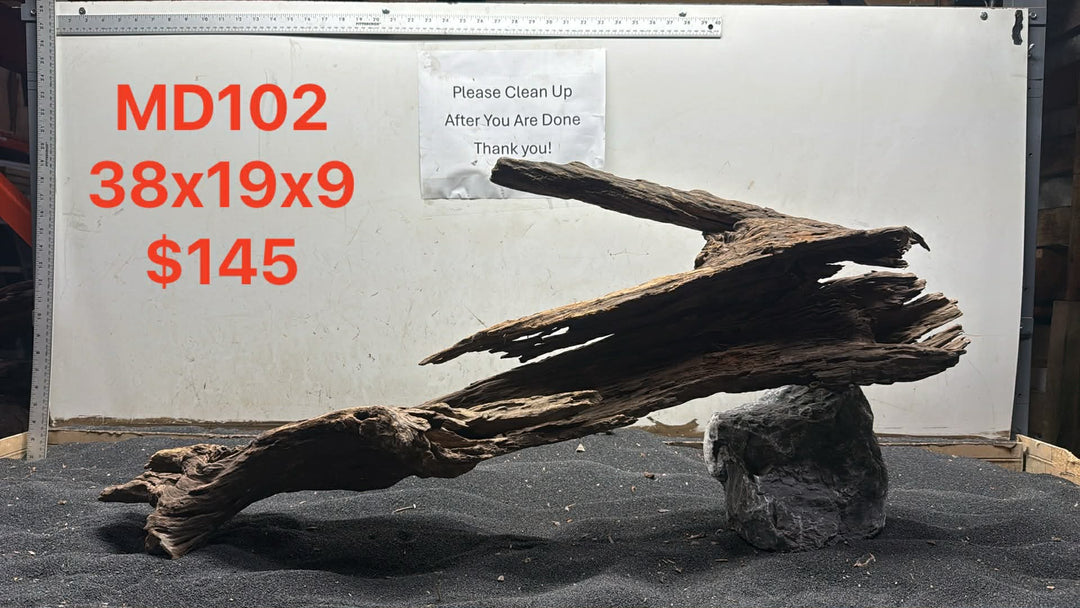 Malaysian Driftwood Showpiece